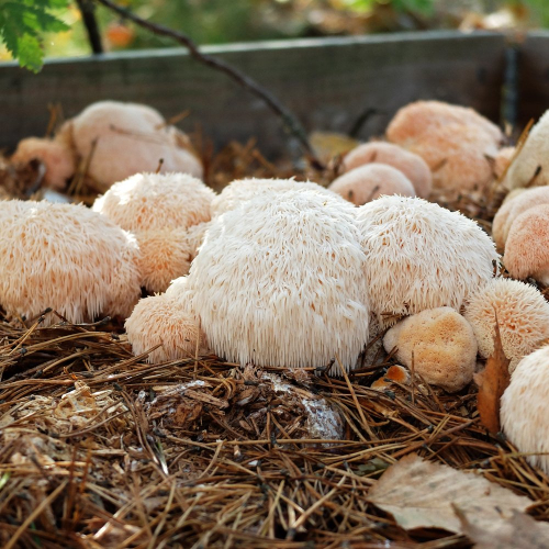 Growing Lion's Mane Indoors and Outdoors (A StepbyStep Guide)