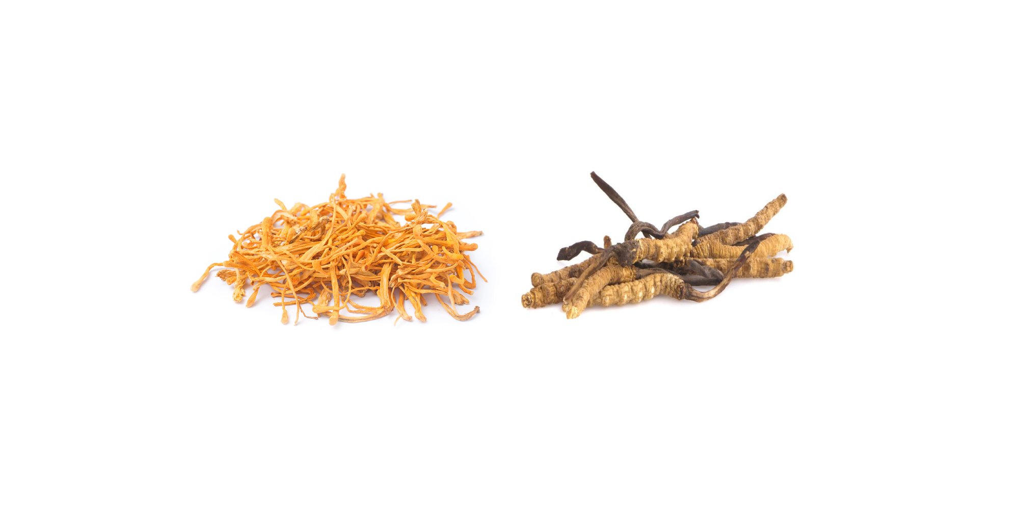 Cordyceps: Unleash the Power of this Adaptogenic Mushroom