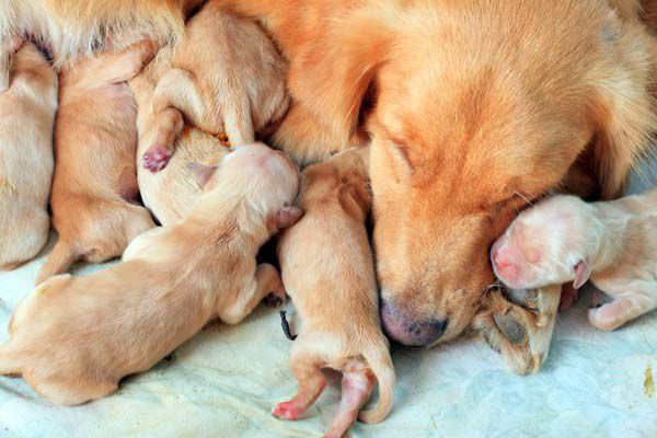 dogs with new born puppies