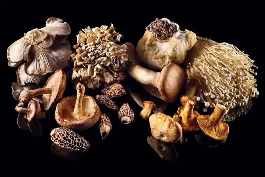 Maitake Mushrooms Benefits All You Should Know