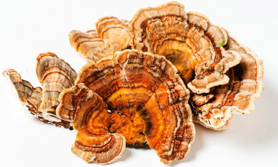 dried turkey tail