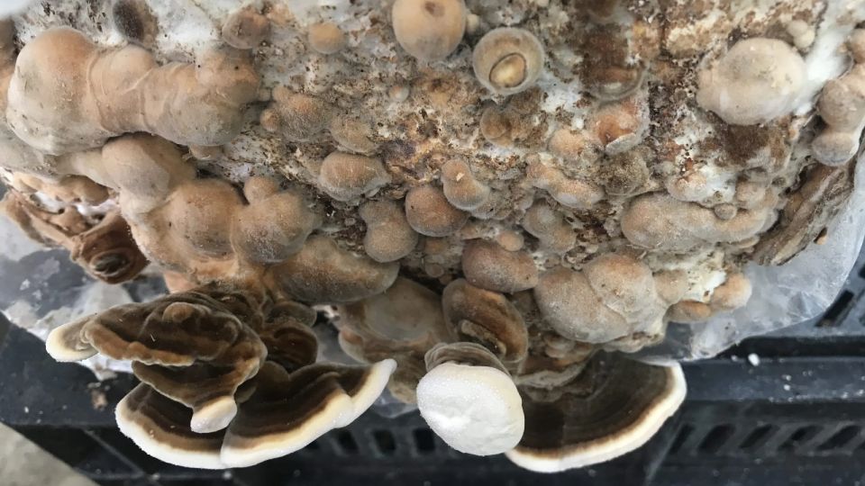 turkey tail growing in grow kit