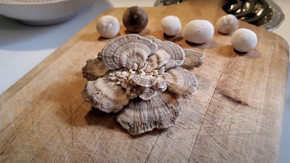 Fresh turkey tail mushroom on a chopping board