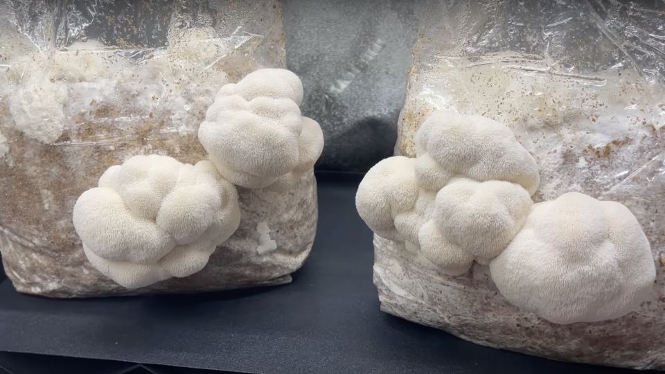 Lion's mane growing in growing bags indoors