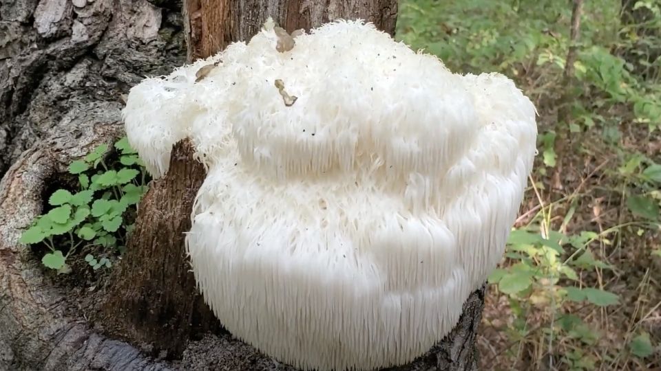 Idenfity Lion's mane mushroom grows on a tree