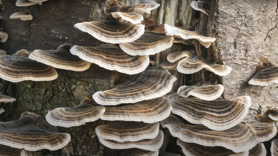 Turkey tail mushrooms found on a tree