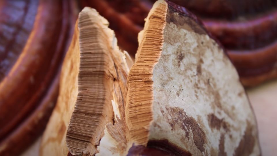 closed up shot of reishi broken in half