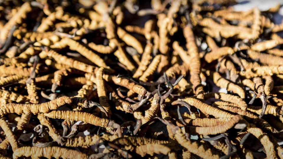 cordyceps sinensis mushrooms