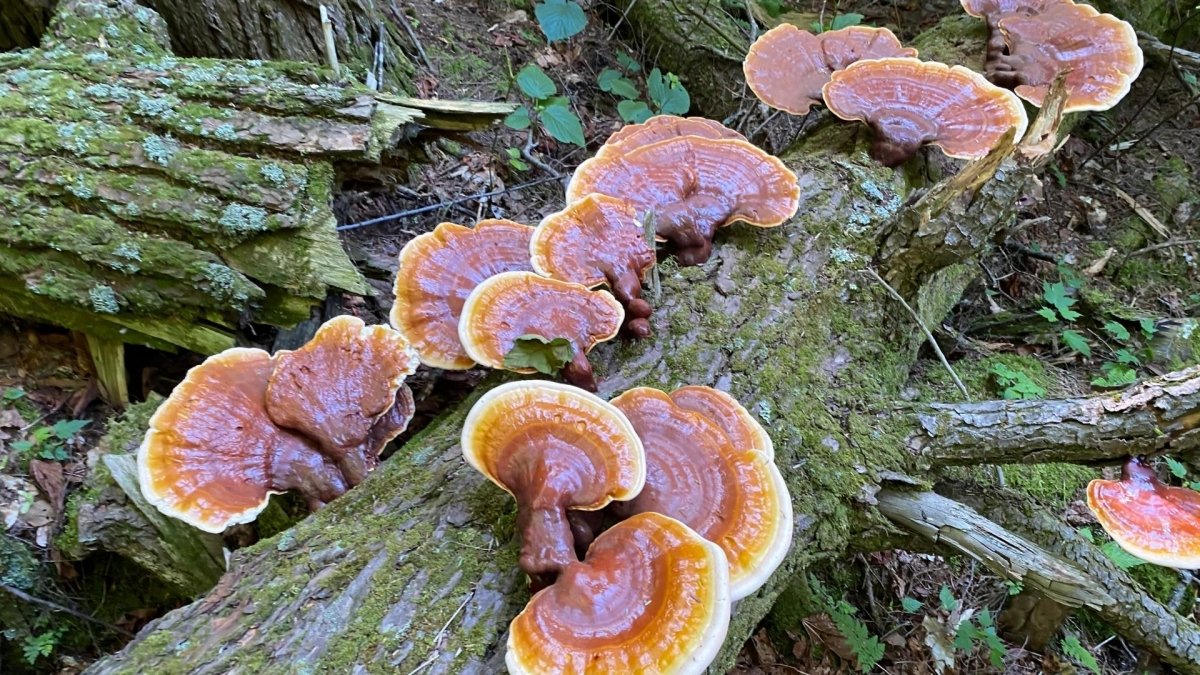 Reishi mushrooms grow on tree in wild