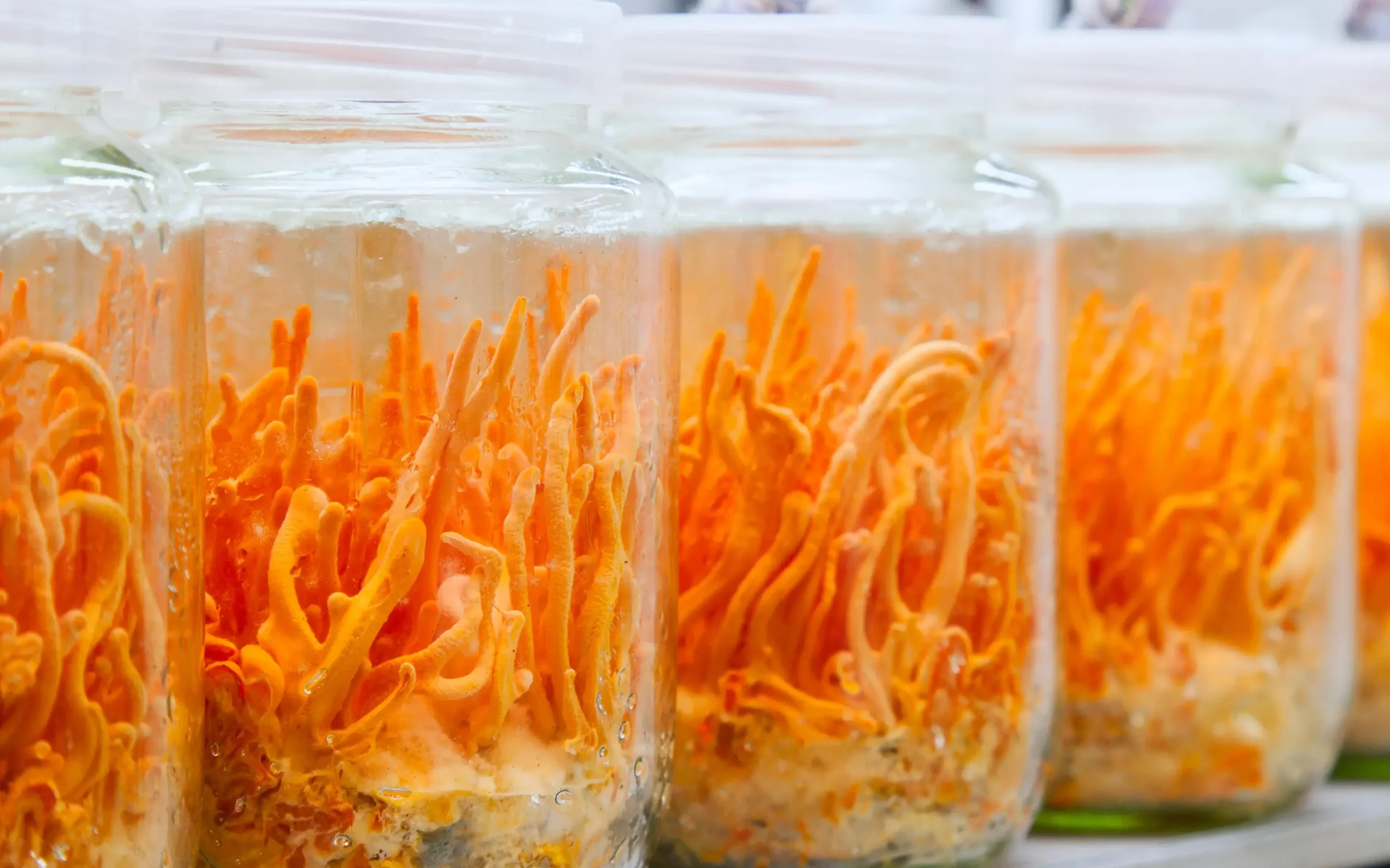 Cordyceps militaris mushrooms grow in jars