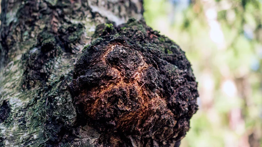 Chaga mushrooms were found in the wild on a tree