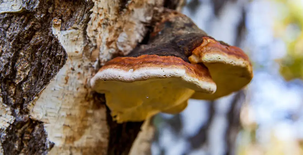 Chaga mushrooms were found growing on tree