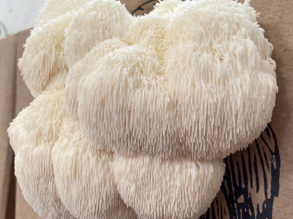 Growing Lion's Mane Indoors and Outdoors (A StepbyStep Guide)