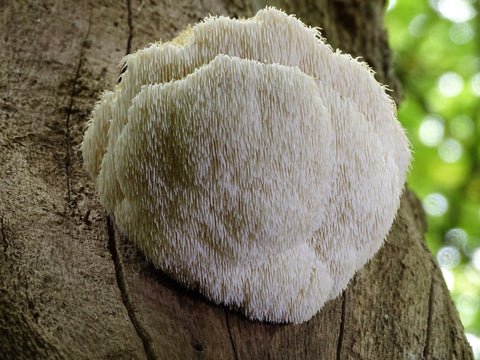 Lion's mane mushroom grow on tree in the wild