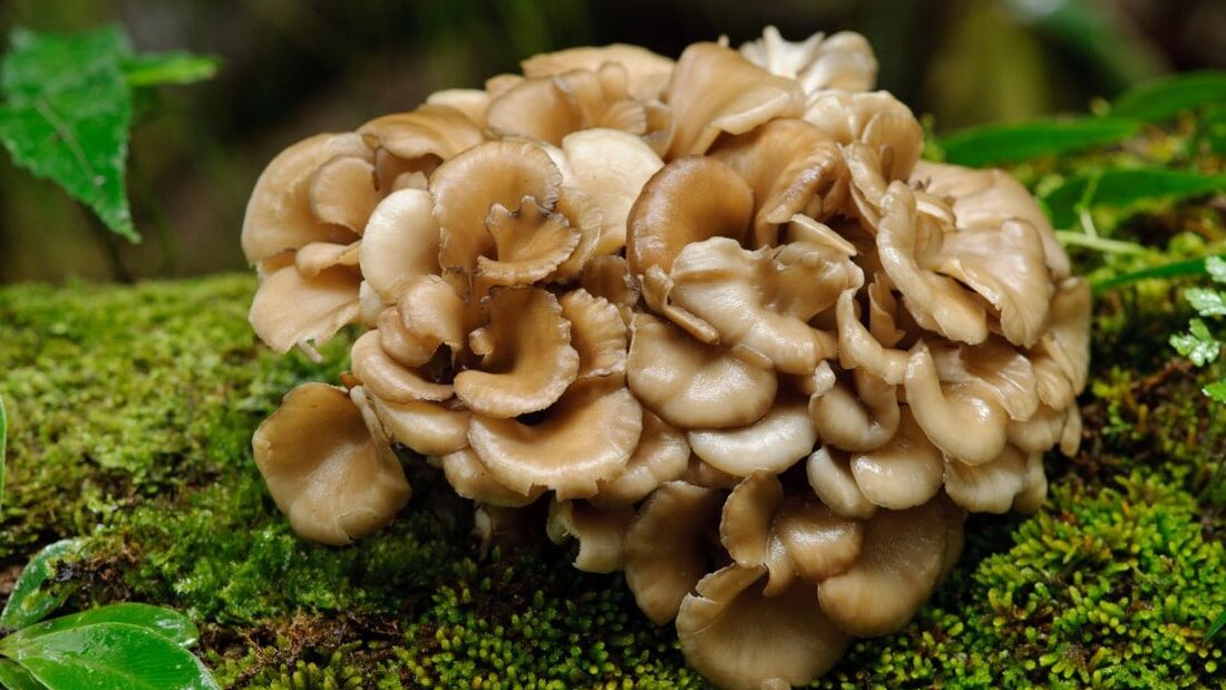 Maitake Mushrooms Unleash Your Inner Chef with this Superfood