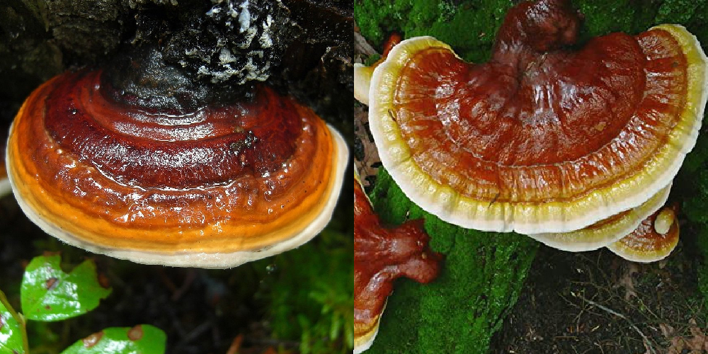 Reishi Mushroom Look Alikes Identifying Nature's Doppelgängers