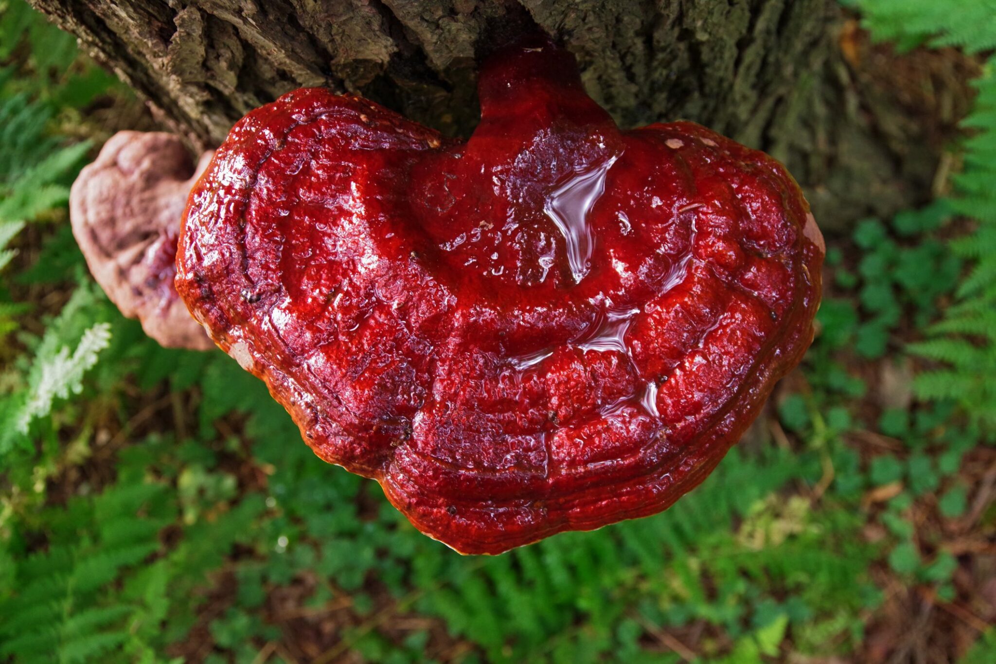 Foraging Reishi These Look Alikes Could Kill You - h46ea3f