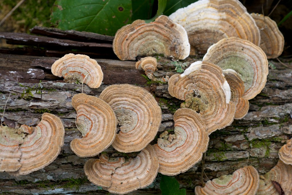 Multicolor gilled polypore, looks like turkey tail