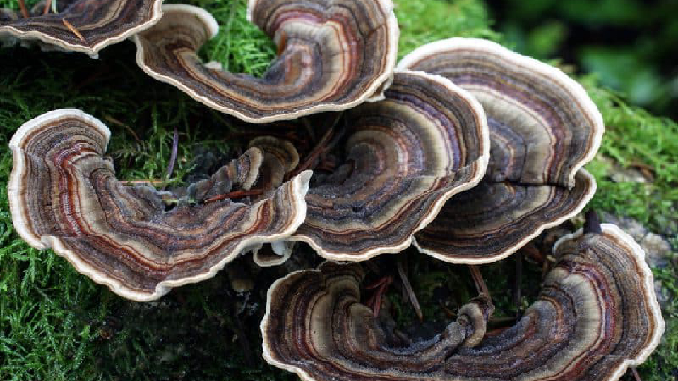 Turkey tail mushrooms found in wild