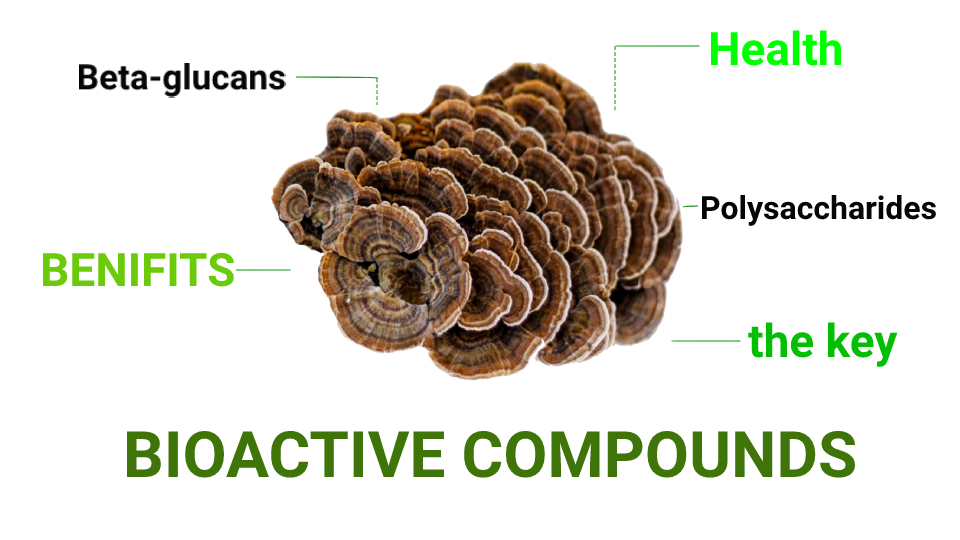 Turkey tail bioactive compounds