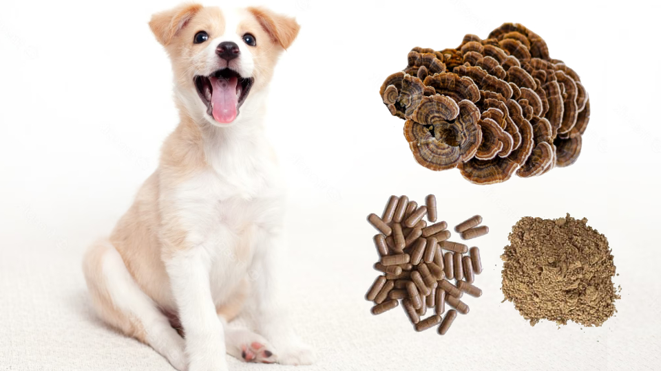 Turkey tail mushroom products with a happy dog