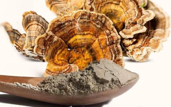 Dried Turkey tail mushrooms with spoonful of turkey tail powder.