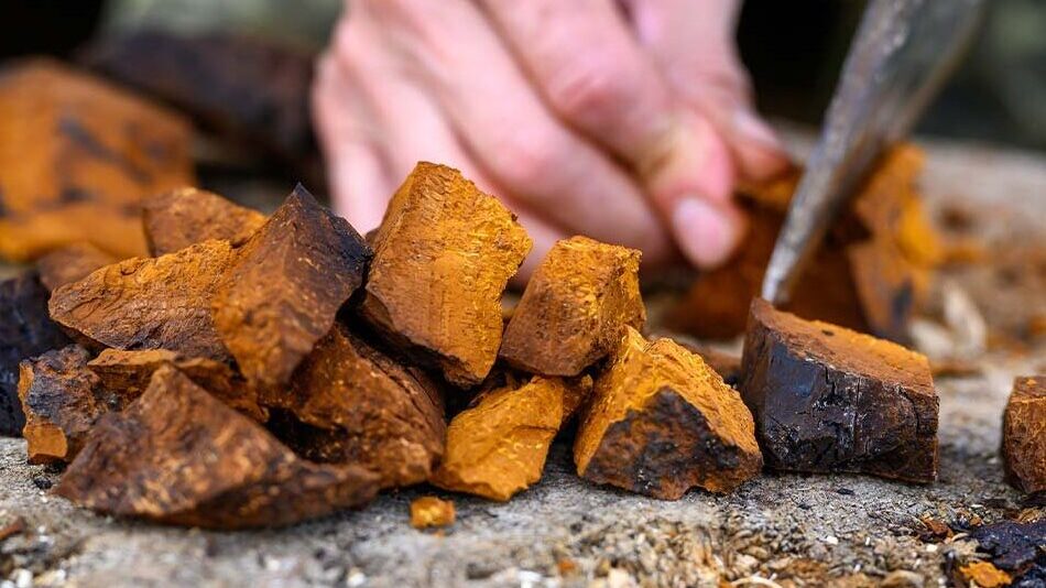 Cutting Chaga mushroom for tea