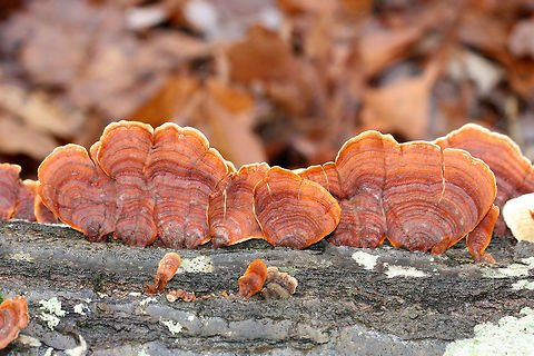 false turkey tail growing on dead tree