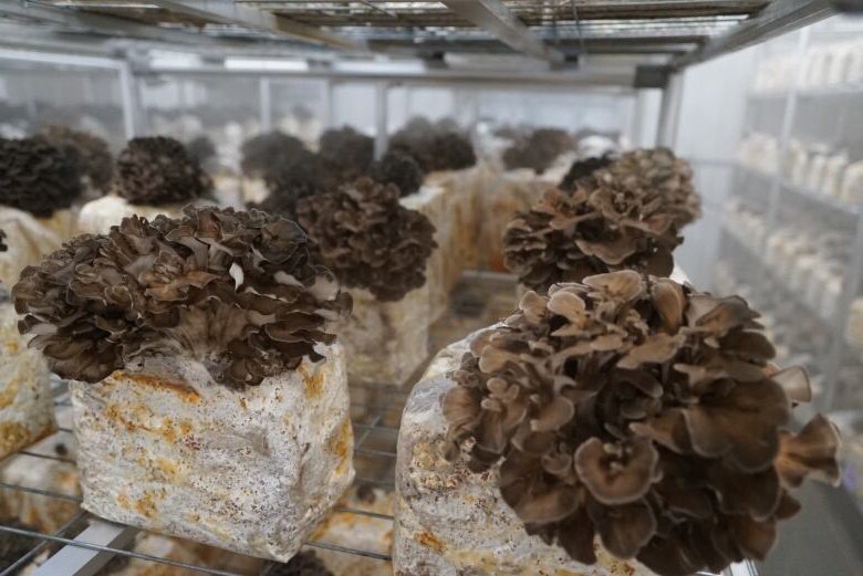 Maitake Mushrooms Unleash Your Inner Chef with this Superfood