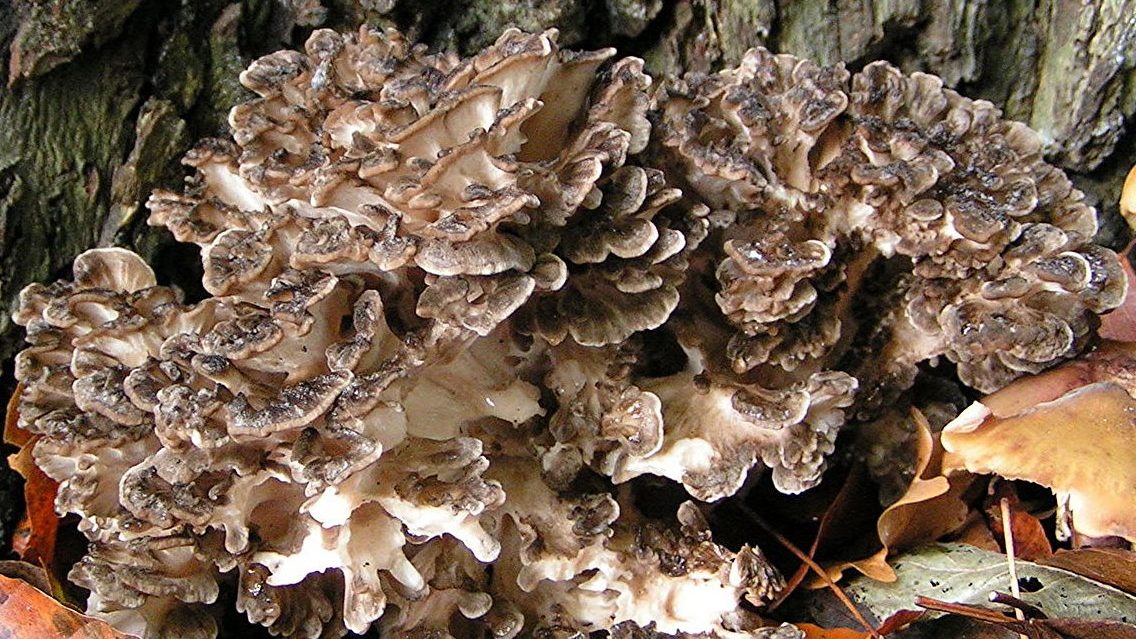 maitake grow under the tree was found in forest
