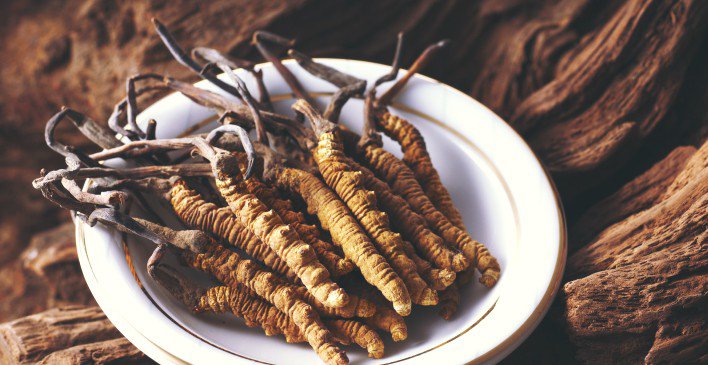 Cordyceps sinensis mushrooms on a plate