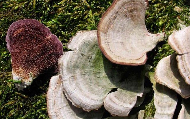 violet toothed polypore growing in forest