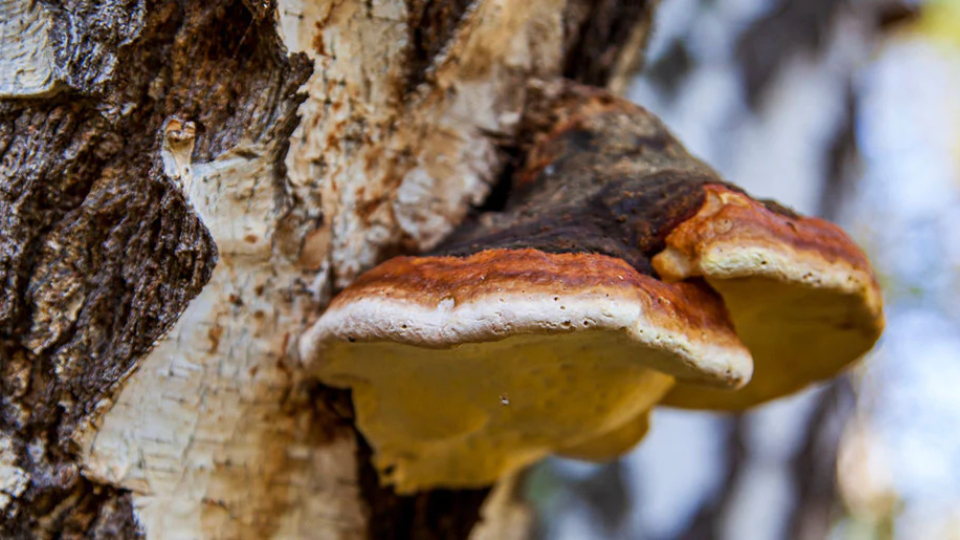 Chaga found in the forest on tree