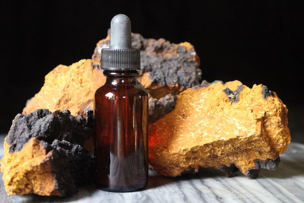 Chaga mushrooms with tincture