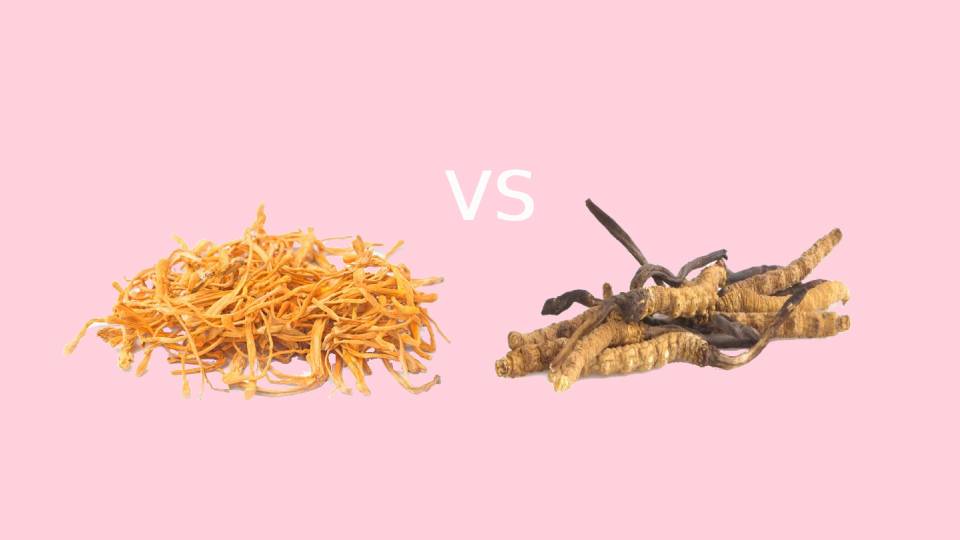 Cordyceps Sinensis vs. Militaris with pick background