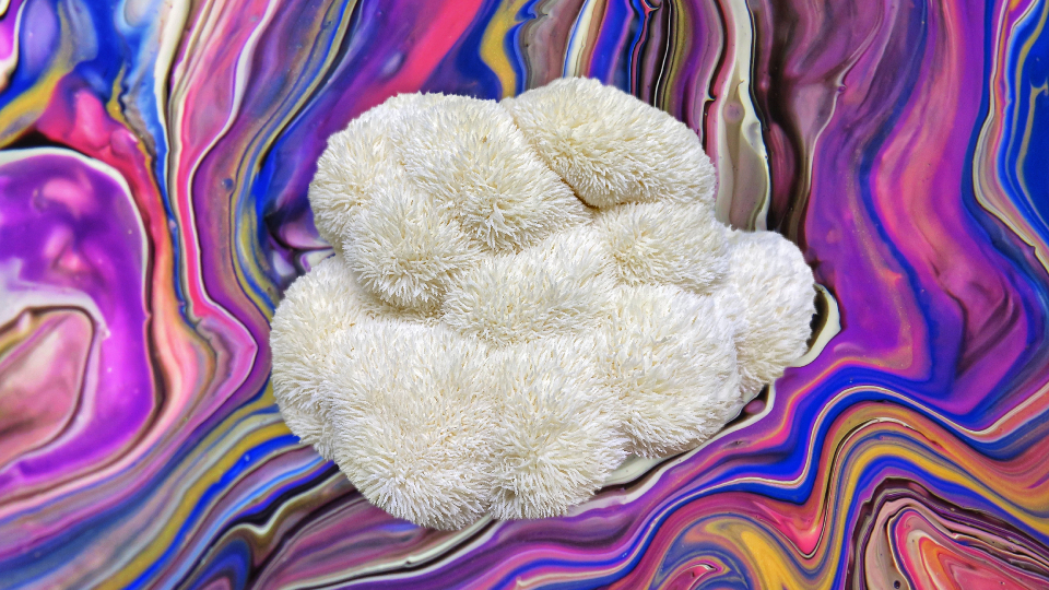 Is Lion's Mane Psychedelic header