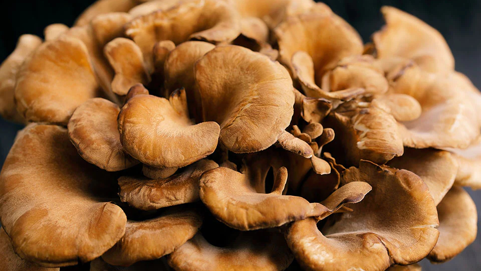 Maitake mushrooms closed up shot