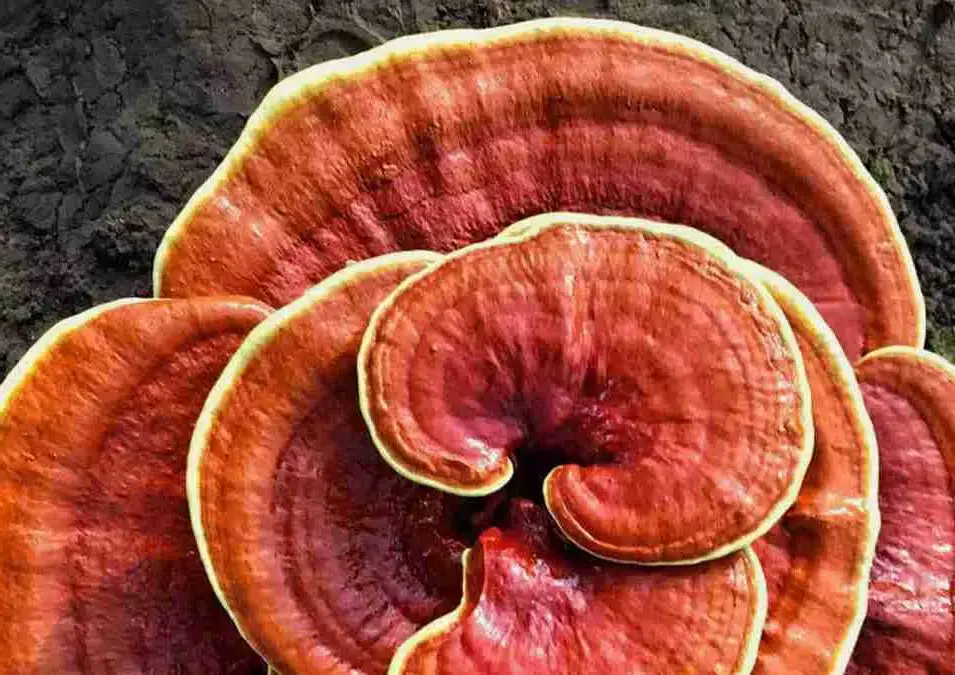 Ganoderma lucidum contain properties offer benefits for skin