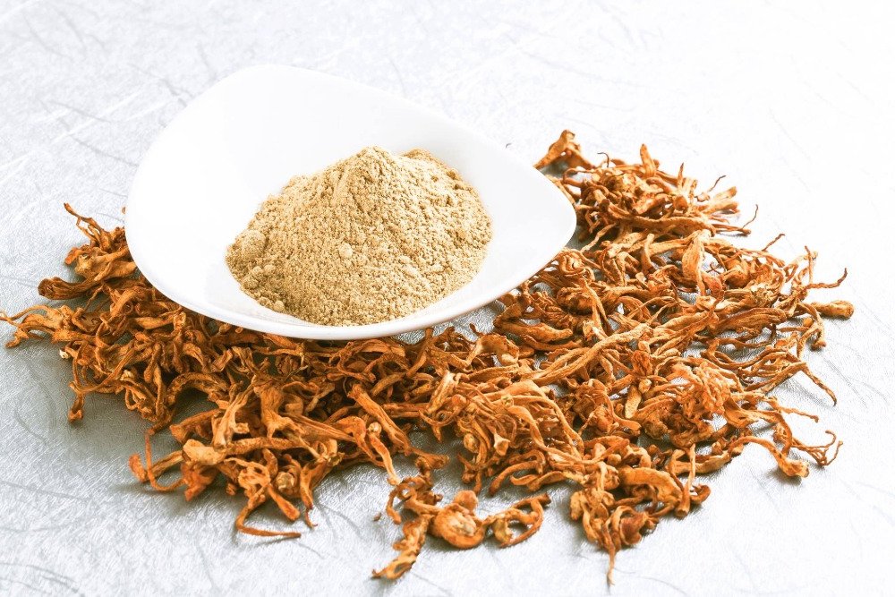 Cordyceps uses