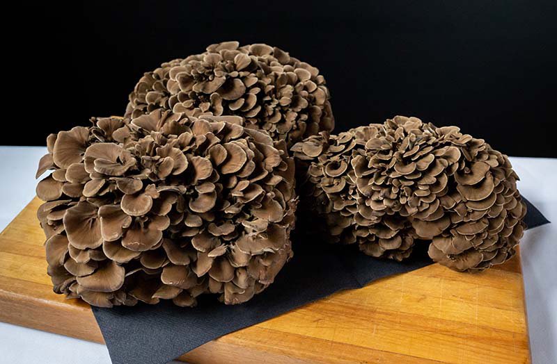 Maitake mushrooms full of health benefits