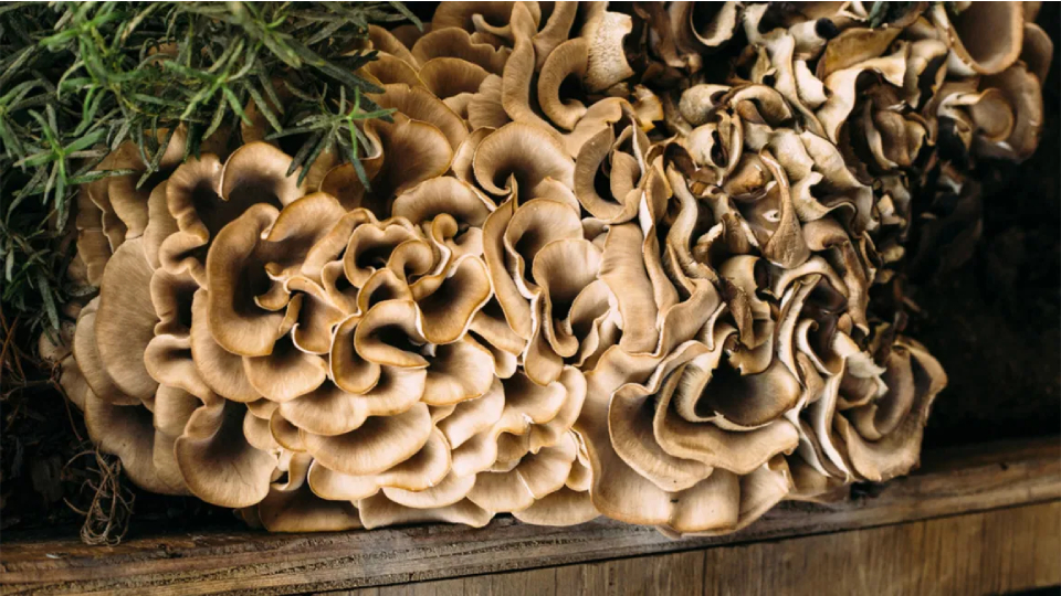 Freshly harvest maitake mushrooms on wooden table