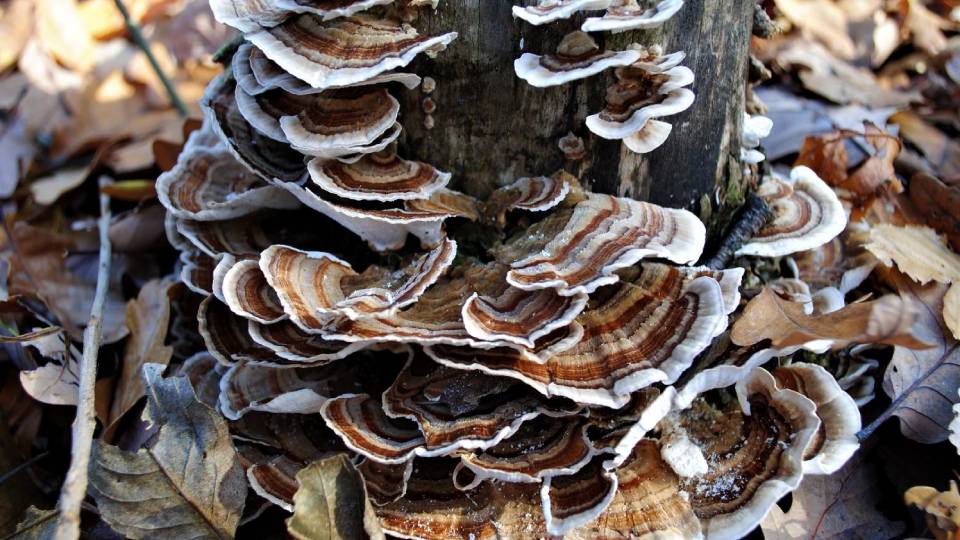 Turkey tails grow on dead tree