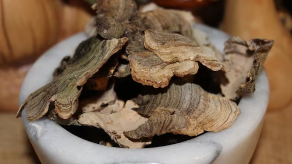 dried turkey tail