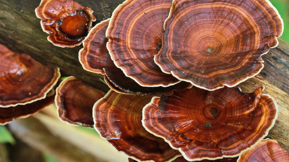 how long does it take reishi to work header