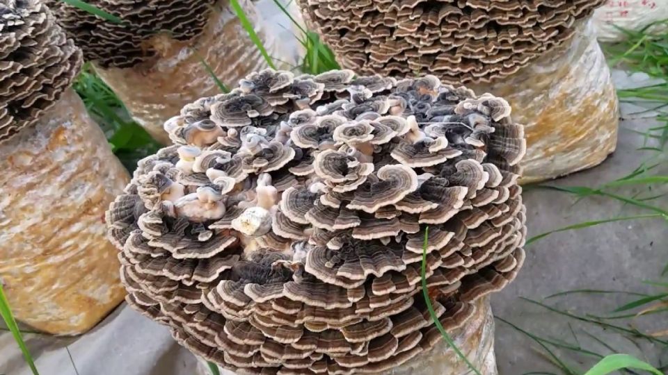 how to grow turkey tail mushrooms header