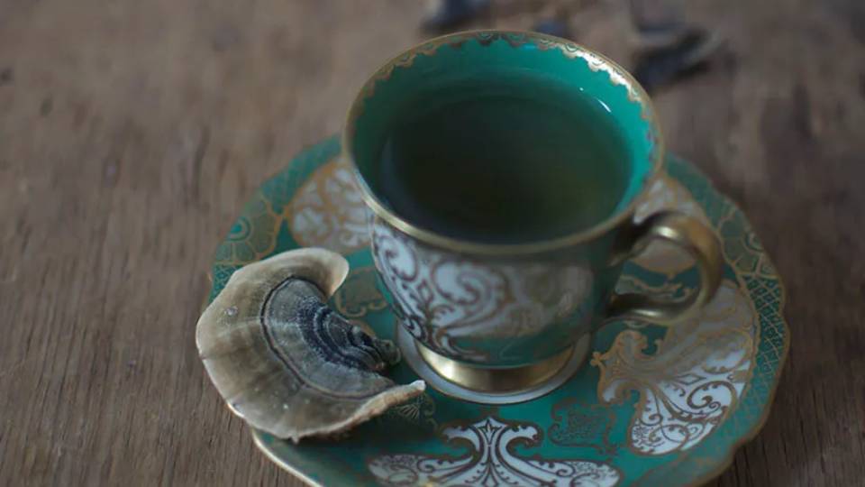 Turkey tail tea