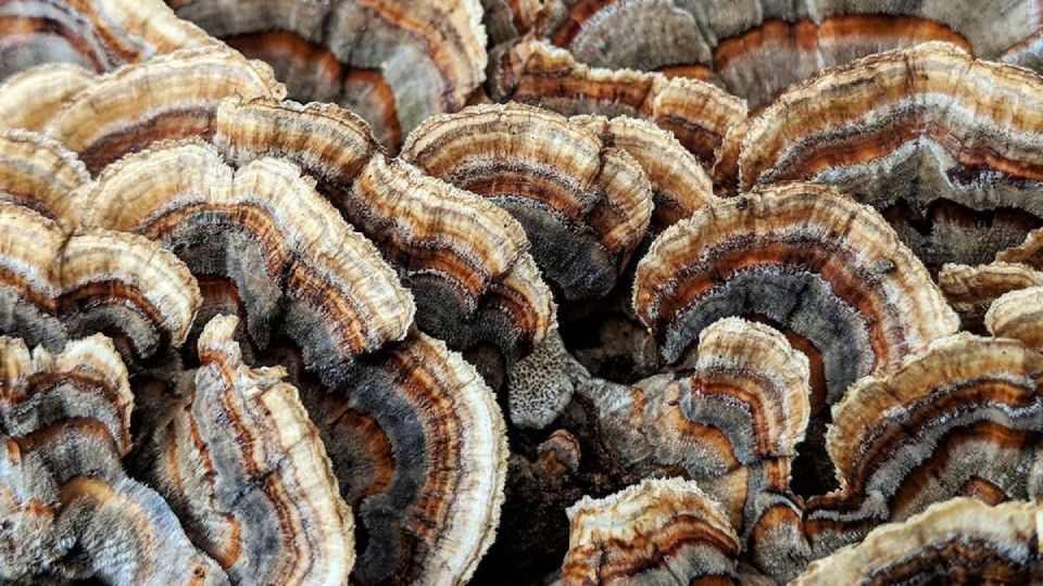 where to buy turkey tail mushroom header