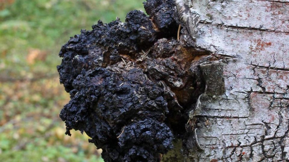 Chaga grows on birch tree