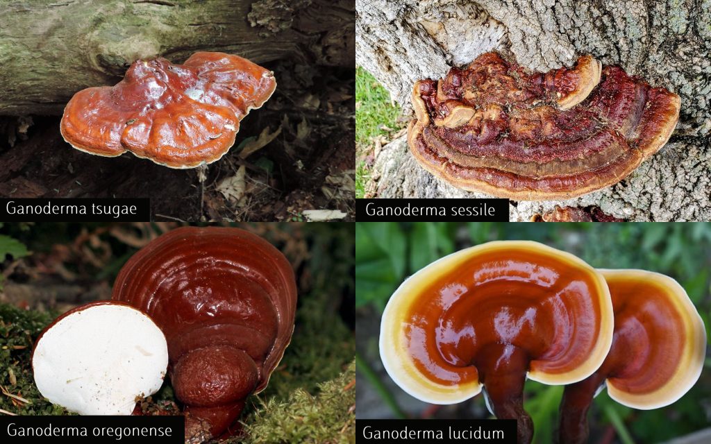 Ganoderma tsugae Similar Species
