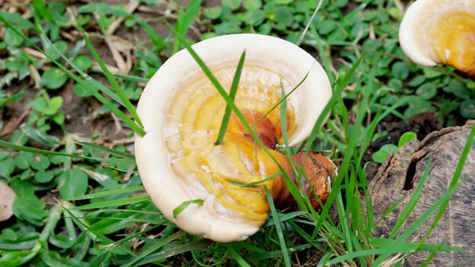 Ganoderma curtisii header